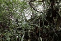 Two, large flower buds on a Dragon\'s Fruit Cacti growing on a fallen tree in Koko Crater Botanical Garden Royalty Free Stock Photo