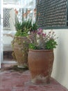 Two large flower pots on a Moroccan roof terrace Royalty Free Stock Photo