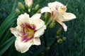 Two large flowers of a hemerocallis.