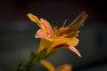 Two large flowers of Orange  lilies close-up on a background of dark grass on a sunny day Royalty Free Stock Photo