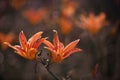Two large flowers Orange Lilium close u
