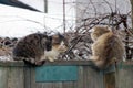 Two large fluffy cats are sitting on a wooden wall of a fence