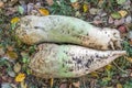 Two large fodder beets lie on the ground. Royalty Free Stock Photo