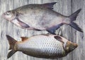 Two large fresh carp live fish lying on a wooden board