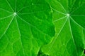 Green young leaves of Nasturtium (Tropaeolum) plant Royalty Free Stock Photo