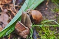 Two large garden snails hug on the grass . Royalty Free Stock Photo