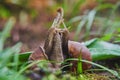 Two large garden snails hug on the grass . Royalty Free Stock Photo