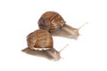 Two Large garden snails