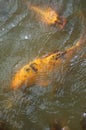 Two Large Goldfish with Black Spots