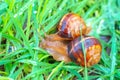 Two large grape snails are crawling in the wet grass after the rain. Garden pests