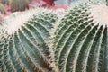 Pair of large green round cactus close-up, beautiful texture and sharp thorns. Cactus garden Royalty Free Stock Photo