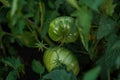 Two large green striped tomatoes hang on a branch among the foliage. Tomato bush. Brown tomatoes in an organic field Royalty Free Stock Photo