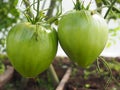 Two large green tomatoes ripening Royalty Free Stock Photo