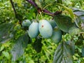 Two large green unripe plums on a branch after rain