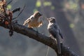 Couple of birds building a nest with twigs