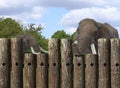 Two elephants behind stockaid