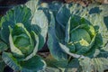 Two large heads of cabbage covered in dew, community garden, organic farming, small family farm scene Royalty Free Stock Photo