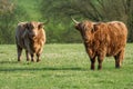 Two Highland cows standing  in field staring at the camera Royalty Free Stock Photo