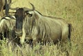 Two large horned bovines in a lush green grassy field, enjoying the sunshine.