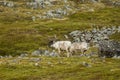 Two large horned reindeer Rangifer tarandus