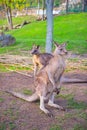 Two large kangaroos at the Prague Zoo Royalty Free Stock Photo