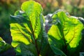 Two large leaves of beets Royalty Free Stock Photo