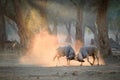 Two large male Eland antelopes, Taurotragus oryx, fighting in an orange  cloud of dust backlighted by rays of morning sun. Low Royalty Free Stock Photo