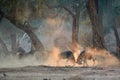 Two large male Eland antelopes, Taurotragus oryx, fighting in an orange  cloud of dust backlighted by rays of morning sun. Low Royalty Free Stock Photo