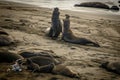 Two Large Male Elephant Seals Battle