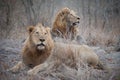 Two large male lions on a dry, grassy mound, looking up.