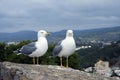 Two large Mediterranean gulls Larus michahellis stand on the stone wall of the old fortress against the backdrop of the mountain