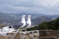 Two large Mediterranean gulls Larus michahellis stand on the stone wall of the old fortress against the backdrop of the mountain