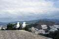 Two large Mediterranean gulls Larus michahellis stand on the stone wall of the old fortress against the backdrop of the mountain
