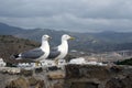 Two large Mediterranean gulls Larus michahellis stand on the stone wall of the old fortress against the backdrop of the mountain