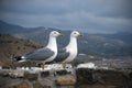 Two large Mediterranean gulls Larus michahellis stand on the stone wall of the old fortress against the backdrop of the mountain