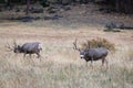 Two large mule deer buck standing in tall grass in the meadow Royalty Free Stock Photo