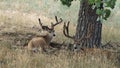 Two large mule deer bucks laying under a shade tree. Royalty Free Stock Photo