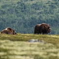 Two large Norwegian musk oxen (Ovibos moschatus) standing in a grassy meadow Royalty Free Stock Photo