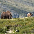 Two large Norwegian musk oxen (Ovibos moschatus) standing in a grassy meadow Royalty Free Stock Photo