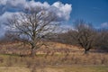 Two large oak trees in the spring Royalty Free Stock Photo