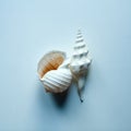 Two large ocean shell
