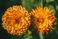 Two large orange Aster flowers top view