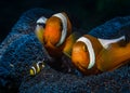 Two large orange clownfish and one tiny fish against a dark blue anemone at night