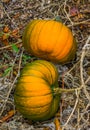 Two large orange with a little green halloween pumpkins cultivated in an organic garden Royalty Free Stock Photo