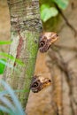 Two large Owl butterflies