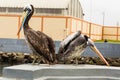 Two large pelican