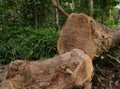 Two large Pericopsis Mooniana tree stems separated by a Chainsaw Royalty Free Stock Photo