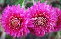 Two large pink chrysanthemums blooming in autumn Royalty Free Stock Photo