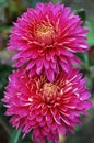 Two large pink chrysanthemums blooming in autumn Royalty Free Stock Photo