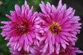 Two large pink chrysanthemums blooming in autumn Royalty Free Stock Photo